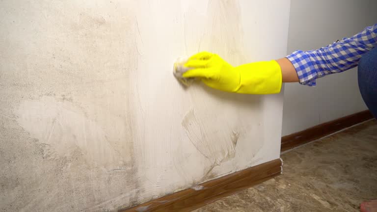 Mold Odor Removal Services in North Eastham, MA